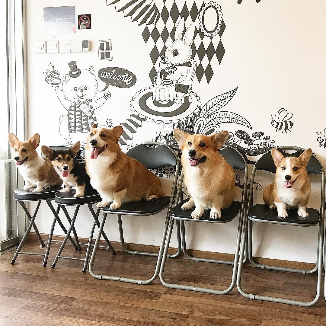 5 pet-friendly places you can bring your furkid to - Her World Singapore