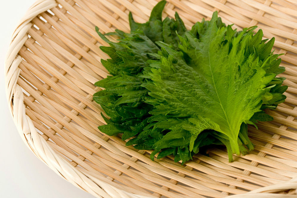 Japanese Skincare Ingredients You Need To Know About Shiso THANN Shiso Revitalizing Fluid